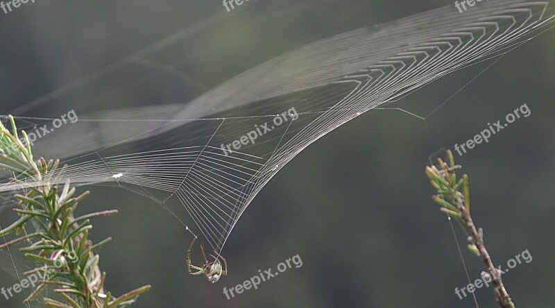 Black And White Insect Spider Weaving Web