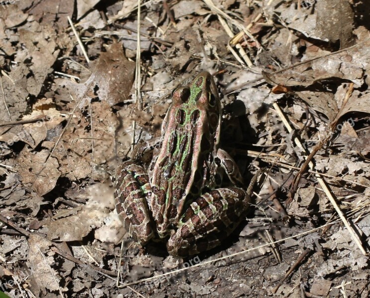 Lithobates Pipiens Rana Pipiens Frog Northern Leopard Frog Copper