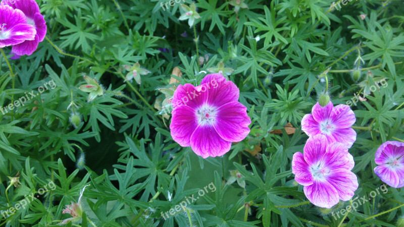 Geranium Hardy Little Monster Pink White