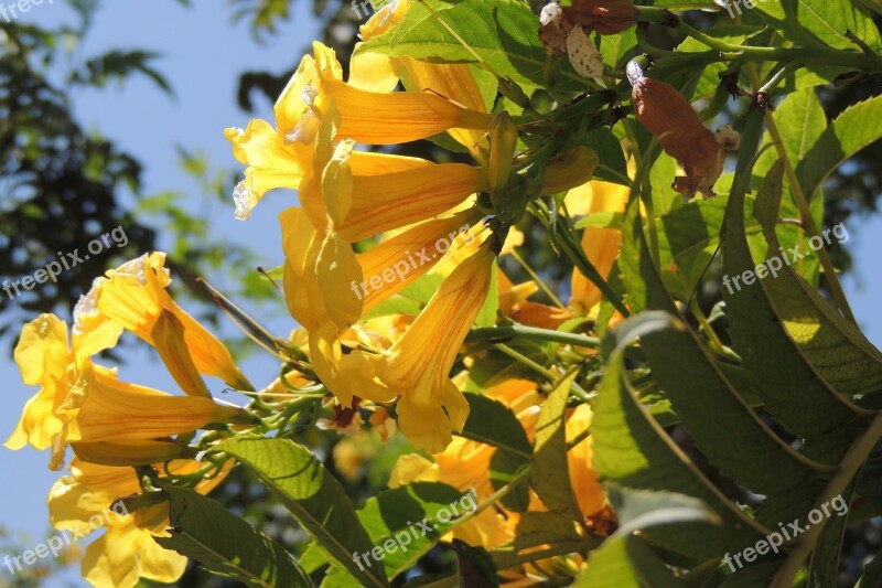 Flowers Nature Antioquia Colombia Wild