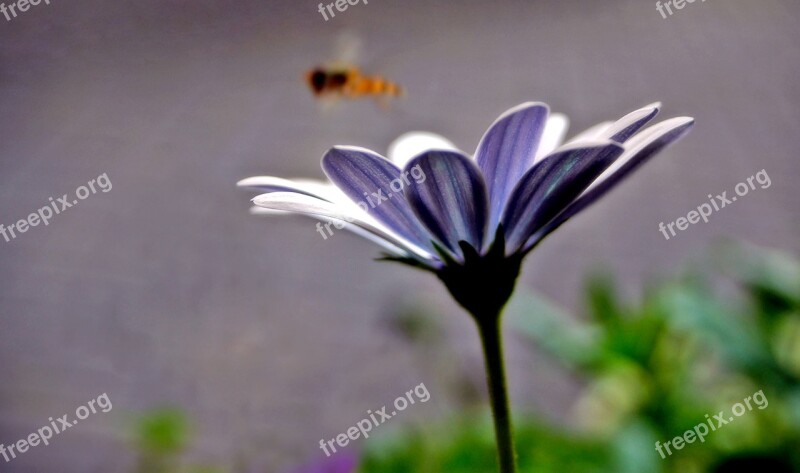 Flower Bee Purple White Gerbera