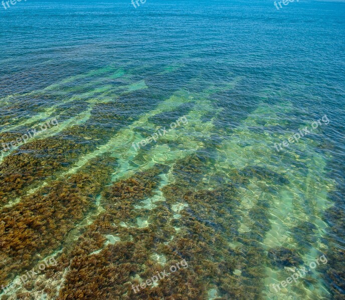 Sea Water Sea ​​bottom Weed Black Sea