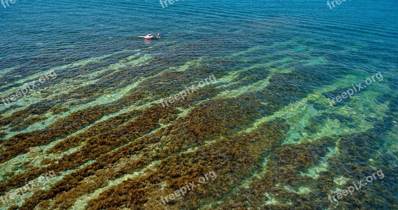 Sea Water Sea ​​bottom Weed Black Sea