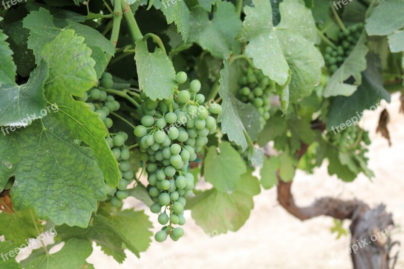 Green Syrah Grapes Grape Vine Free Photos