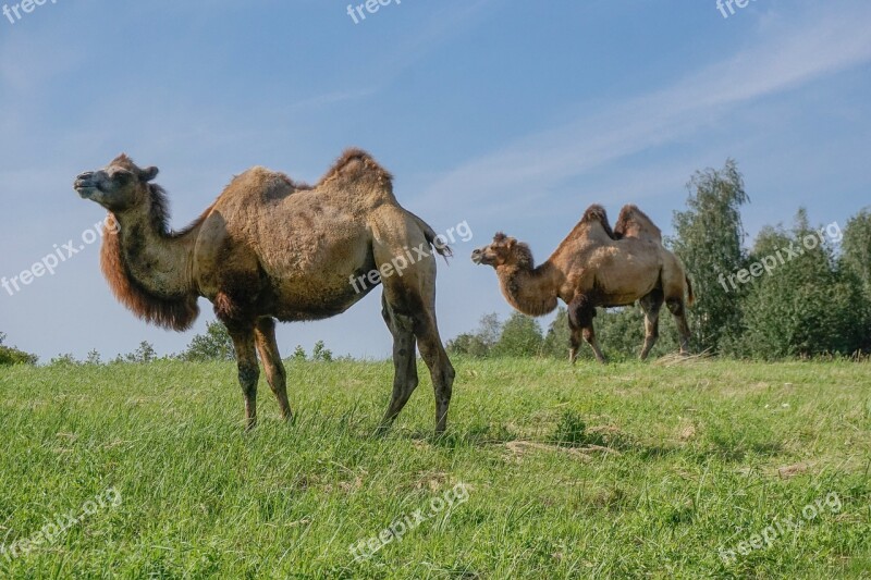 Camel Wild Bactrian Camels Camels Circus Animals Animal