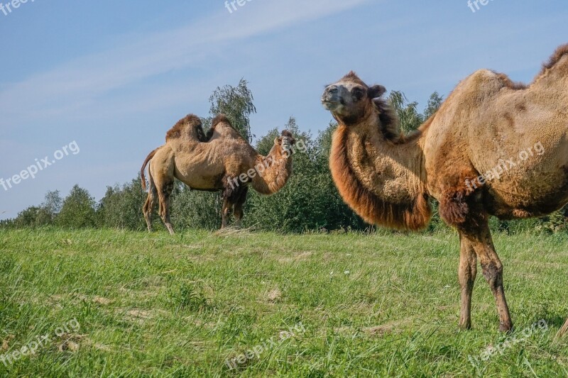 Camel Wild Bactrian Camels Camels Circus Animals Animal