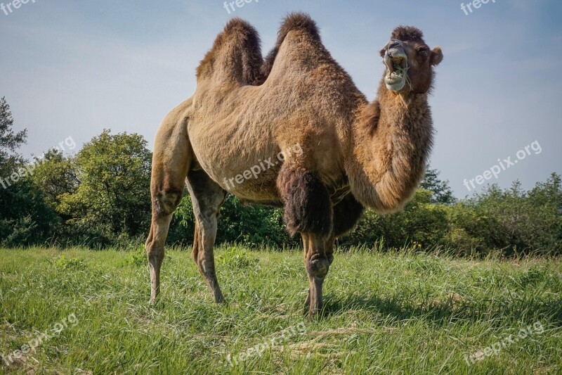 Camel Wild Bactrian Camels Animal Circus Meadow Grass