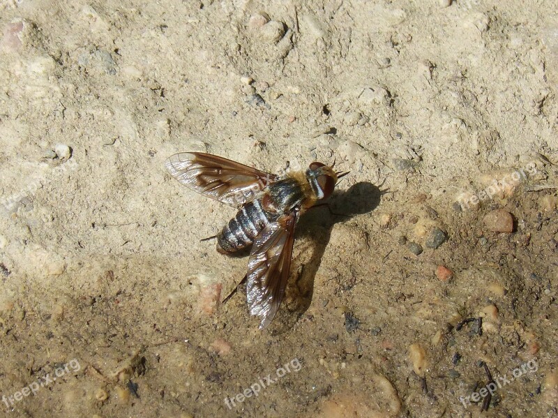 Horsefly Botfly Sting Winged Insect Annoying