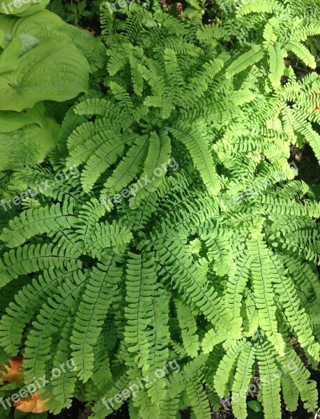 Adiantum Aleuticum Maidenhair Fern Frond Texture Green