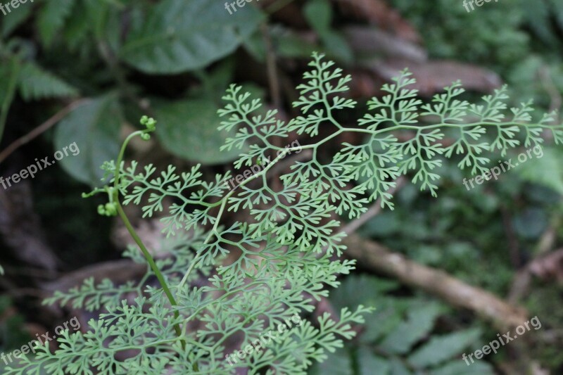 Fern Forest Green Brown New Zealand