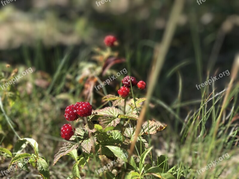 Mountain Fruit Red Fruit Free Photos