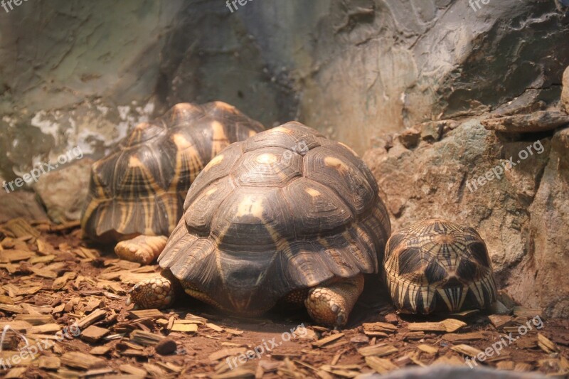 Tortoise Turtle Zoo Animals Undersea World