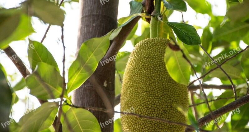 Jackfruit Rai Fruit Thailand Food