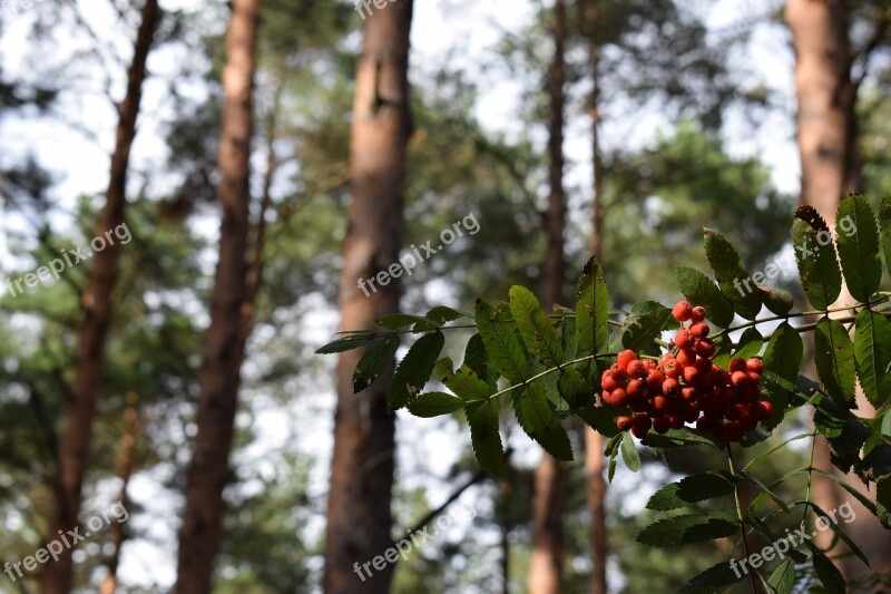 Rowan Berries Berry Forest Nature