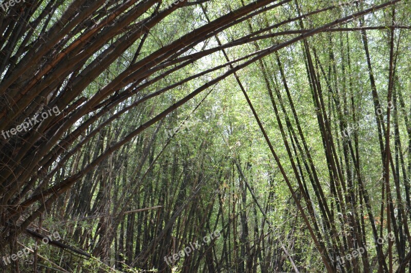 Nature Park Bamboo Environment Grass