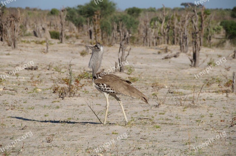 Botswana Kalahari Africa National Bird Free Photos