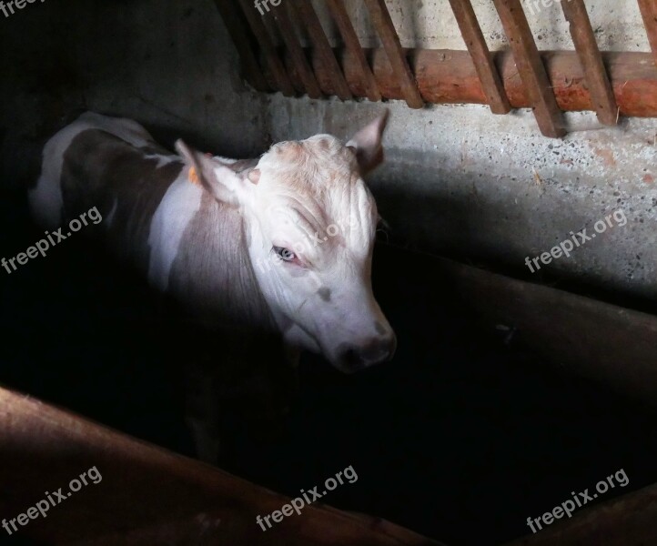 Calf Bull Farm Agriculture Cattle