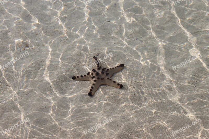 Star Fish Ocean Clear Sand Free Photos