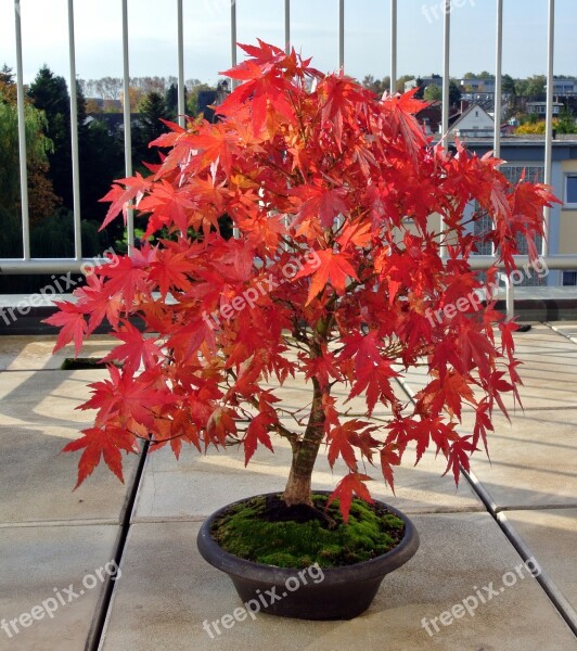 Bonsai Maple Autumn Bonsai Tree Nature