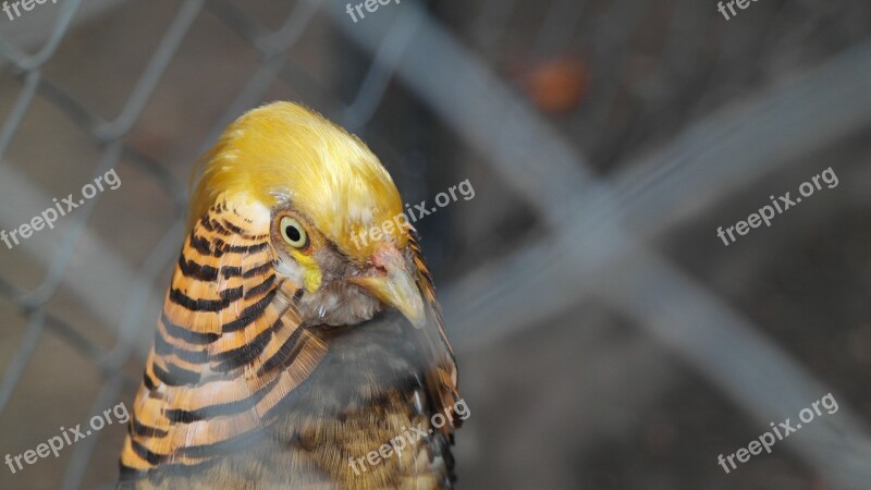 Birds Bars Exotic Colombia Nature