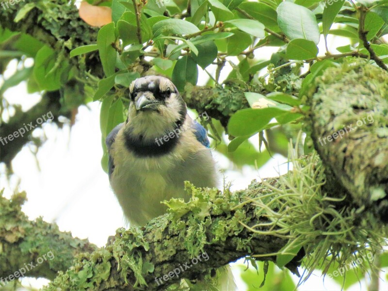 Bird Blue Jay Tree Wildlife Blue And White