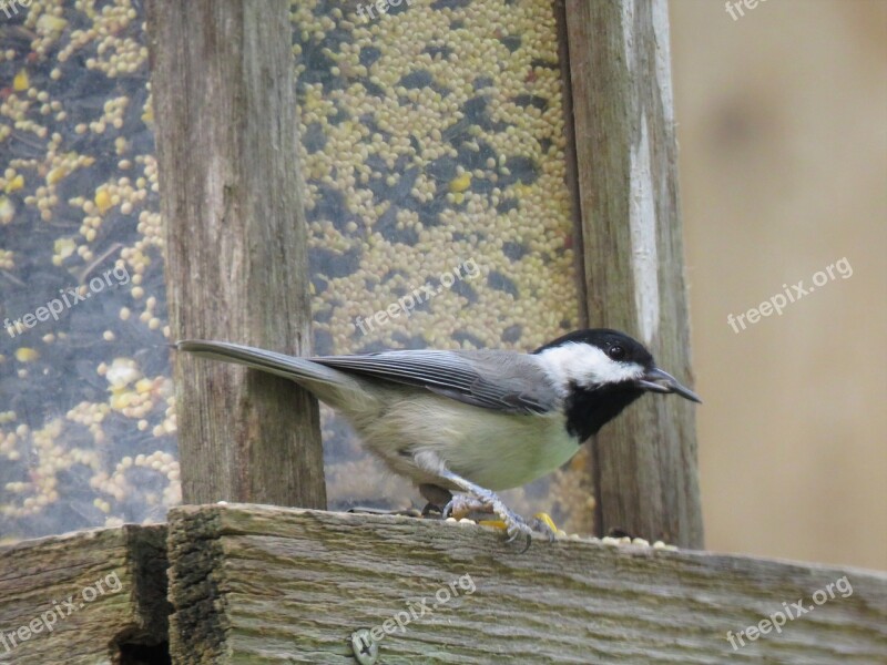 Bird Black And Gray Wildlife Chickadee Free Photos