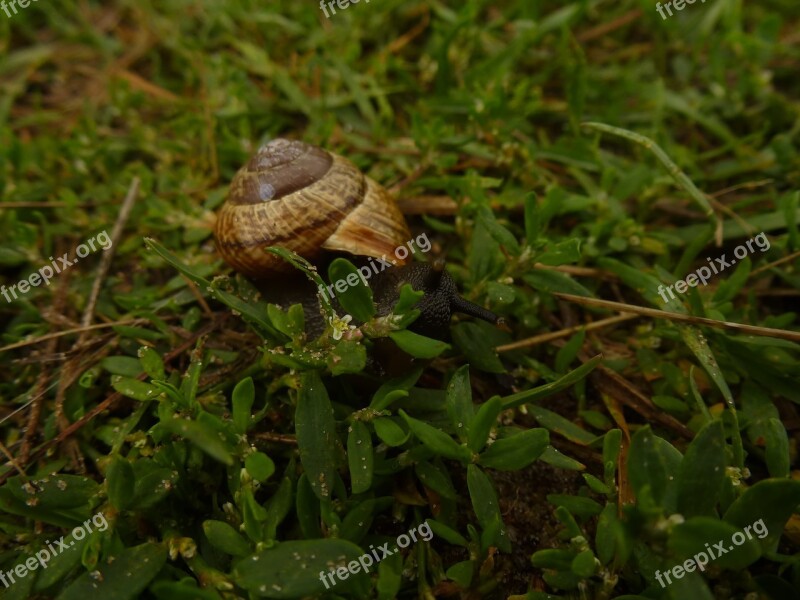 Snail Nature Grass Plant Shell