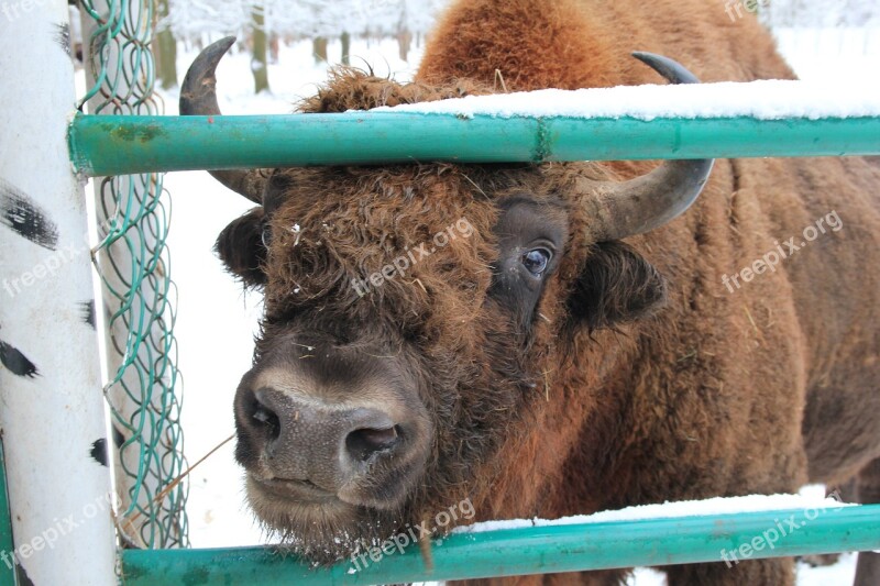 Bison Reserve Animal Winter Animals