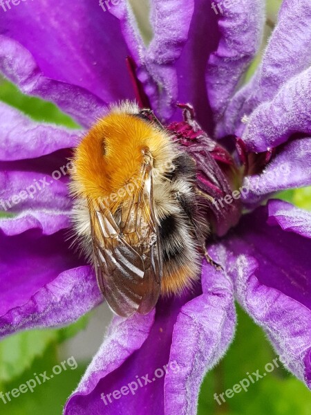 Busy Bee Flower Collect Nectar Free Photos