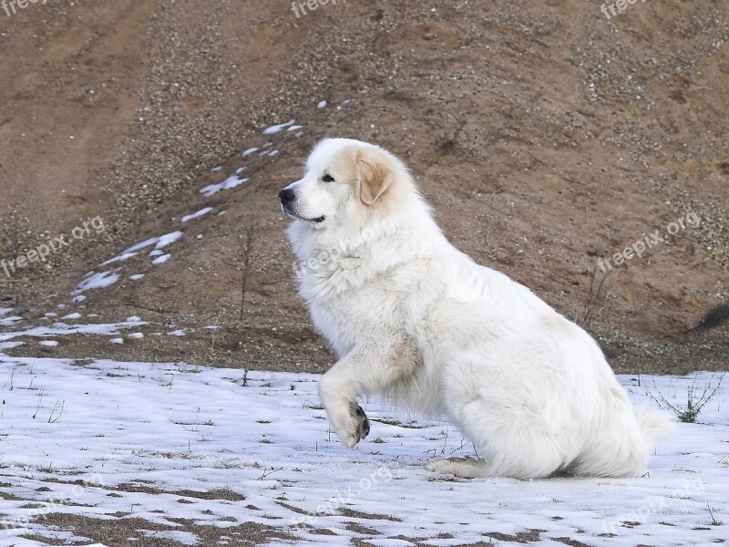 Pyrenean Mountain Dog Jump Movement Animal Dog