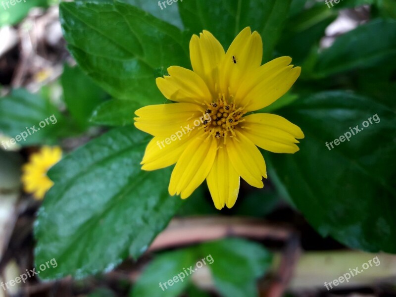 Greenery Flower Yellow Free Photos