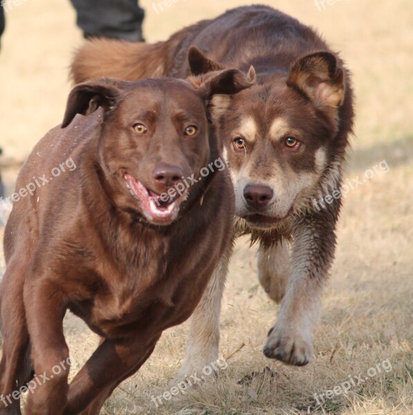 Dogs Chase Play Brown Labrador Run