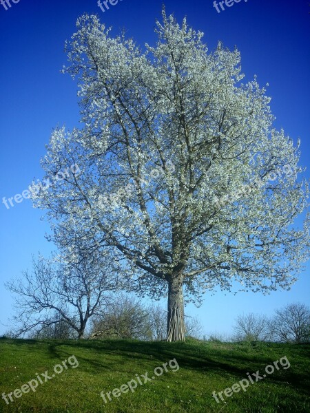 Tree By Cherry Free Photos