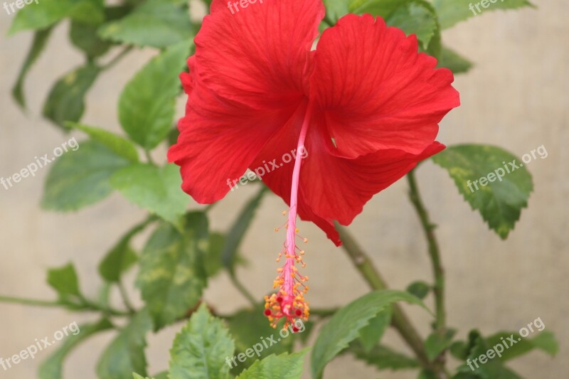 Flower Hibiscus China Rose Red Stamen