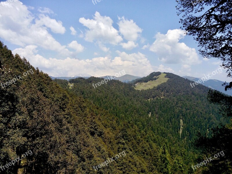 Conifers Forest Himalayas India Alpine