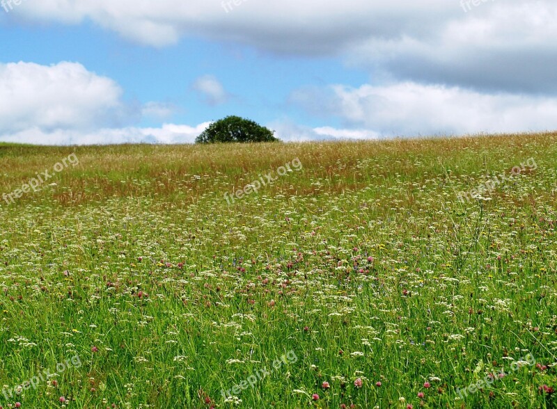 Meadow Flower Meadow Nature Spring Flowers