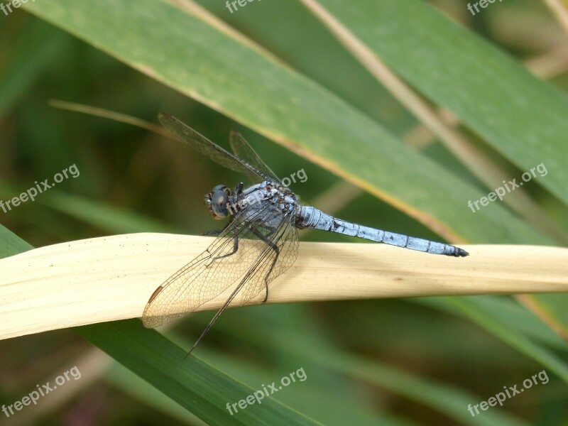 Blue Dragonfly American Cane Wetland Winged Insect Detail