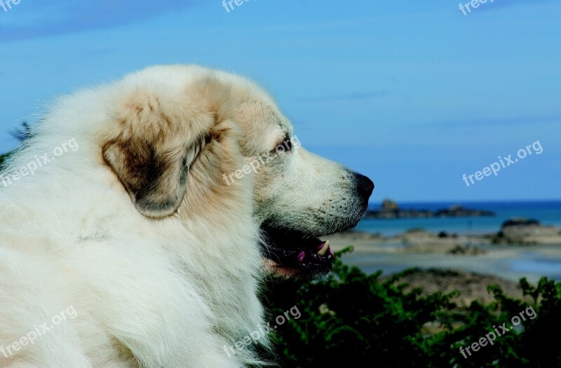 Pyrenean Mountain Dog Dog More Outdoor Purebred Dog