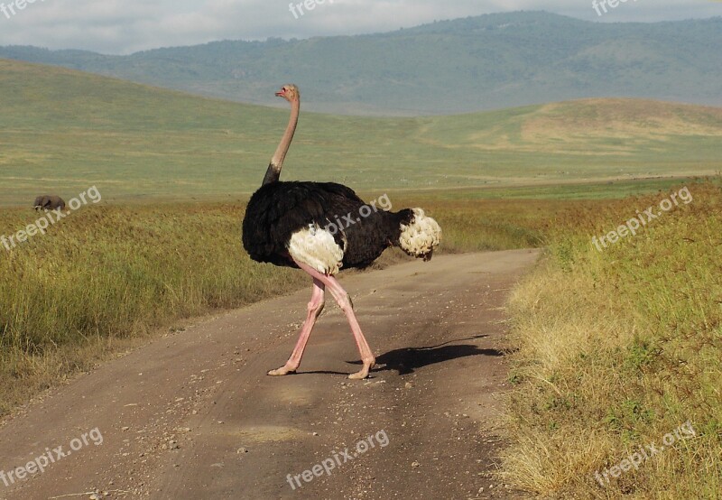 Ostrich Bouquet Bird Africa Flightless Bird