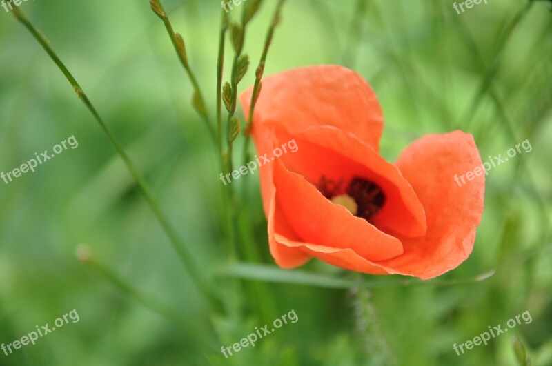 Flower Poppy Red Poppy Red Nature