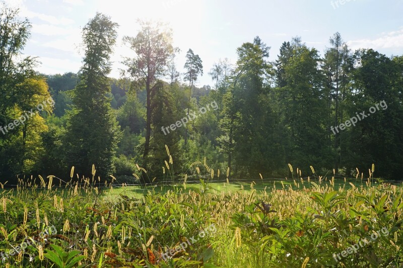 Meadow Zollikon Switzerland Alpine Nature