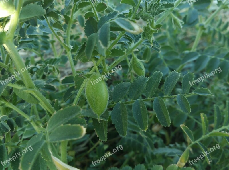 Chickpeas Legumes Plant Orchard Nature