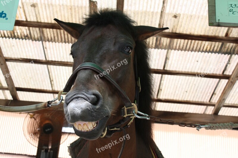 Horse Front Facial Expressions Tooth Free Photos