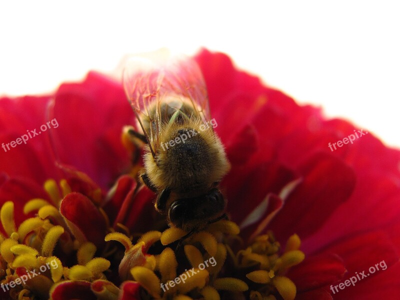 Flower Bee Living Nature Nature Summer