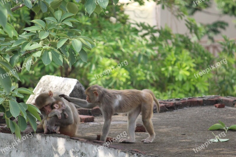 Monkey Wildlife Wild Animal Nature