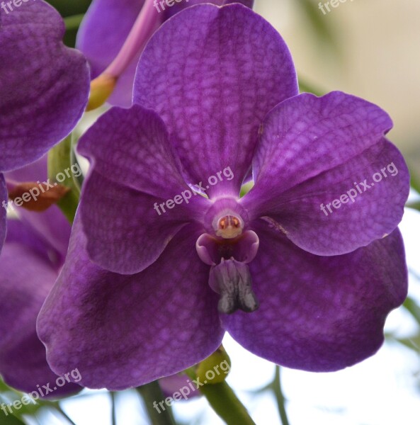 Orchid Purple Flower Exotic Plant Flora