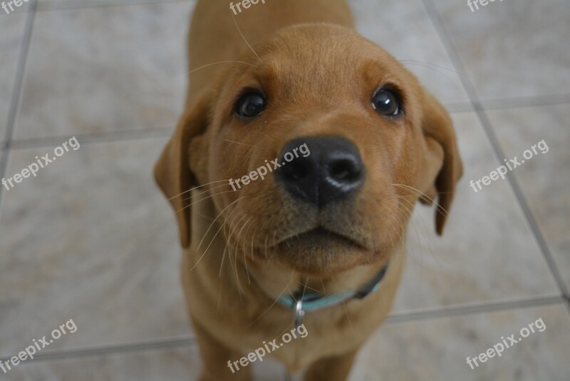 Dog Puppy Labrador Pet Photography Quadruped