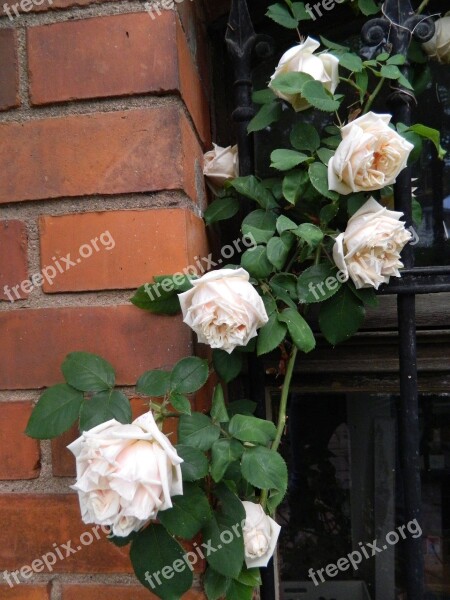 Climbing Rose Romantic Rose Blooms Free Photos