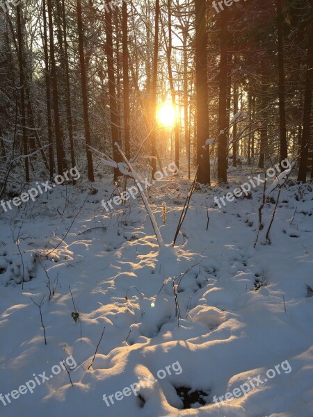 Winter Forest Sun Wintry Trees