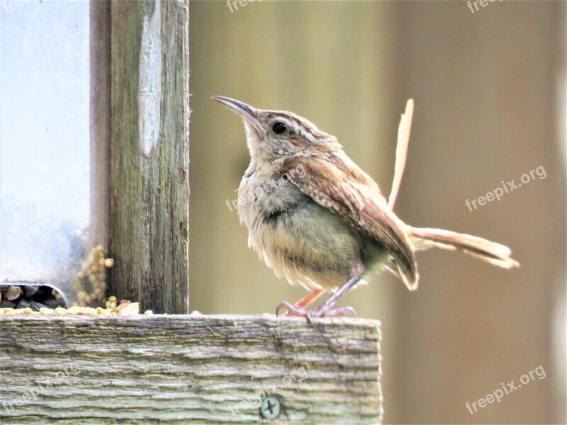 Bird Brown And Tan Cute Wildlife Free Photos